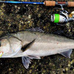 甲子園浜 デイゲーム スズキ&キビレ